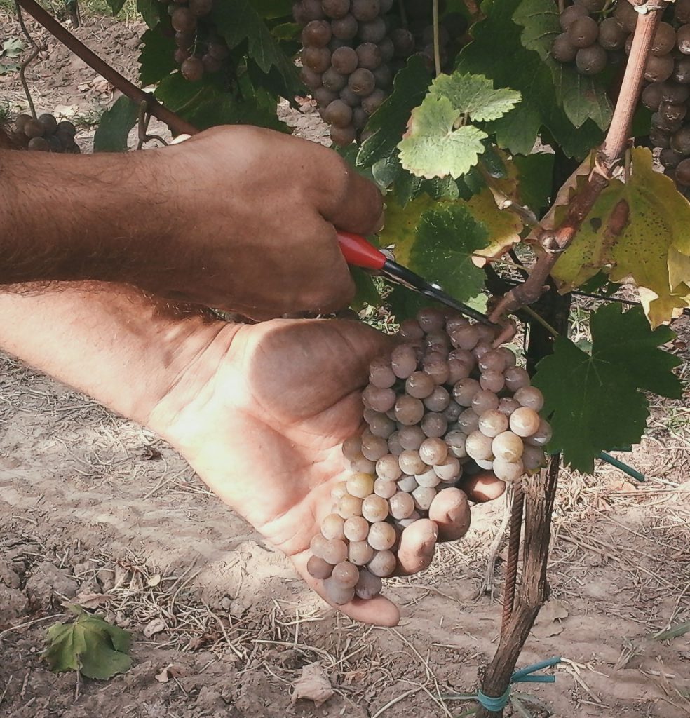 Vendemmia uva vigneto