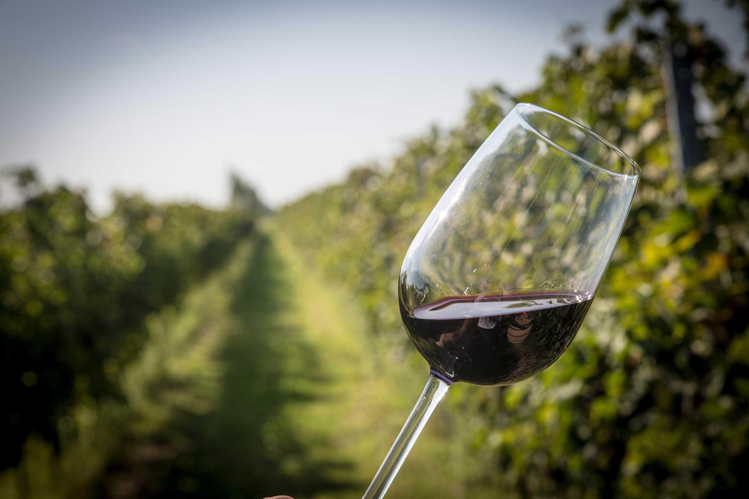Read more about the article Asia International Wine Competition 2019